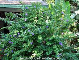 Image result for Thunbergia laborans