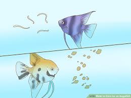 how to care for an angelfish 11 steps with pictures wikihow