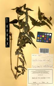 Image result for Aspilia rudis