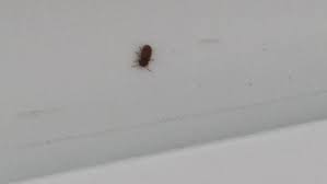 So büßen die fliegen ganz leicht auf der wasseroberfläche ihren halt. Kleine Braune Fliegen Im Wohn Schlaf Zimmer An Den Fenstern Kafer Ungeziefer Wohnzimmer