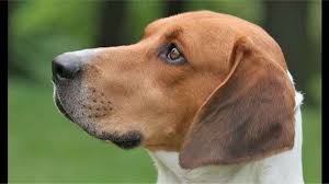 Image result for Harrier dog