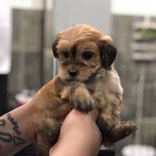 However please understand that availability can change as puppies are sold in our store. Chewy S Bonetique 21 Photos 81 Reviews Pet Stores 200 Quebec St Denver Co Phone Number Yelp