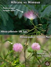 Image result for Albizia