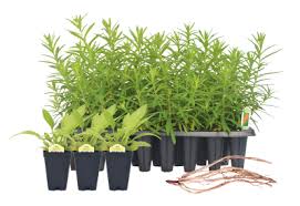 Image result for Limeum sulcatum