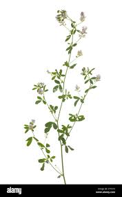 Image result for Medicago laciniata