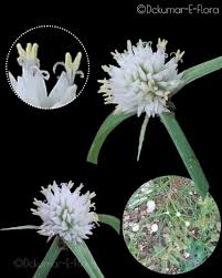 Image result for Cyperus margaritaceus