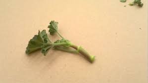 Isabelle charansol, spécialiste dans le fleurissement de la fenêtre et du balcon il est préférable malgré tout de bouturer le géranium à la fin des saisons estivales, notamment en septembre. Comment Reussir Une Bouture De Geranium Minutefacile Com