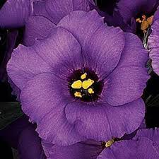 Image result for Coleus lasianthus