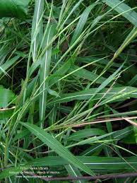 Image result for Rottboellia