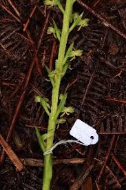 Image result for Habenaria petitiana