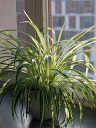 Image result for Chlorophytum galpinii