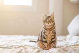 Die katze pinkelt ganz sicher nicht aus bosheit auf die couch, sondern weil sie ein problem hat. Katze Pinkelt Ins Bett Ursachen Und Wie Sie Ihr Das Verhalten Abgewohnen Konnen