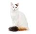 Turkish Angora - Wikipedia