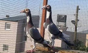 High Quality English Carrier Pigeon For Sale | Pigeons For Sale, Pigeon  Breeds, Pigeon