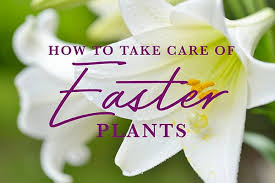 Buy easter plants ready for easter sunday 4th april 2021. How To Take Care Of Easter Plants Crocker Nurseries