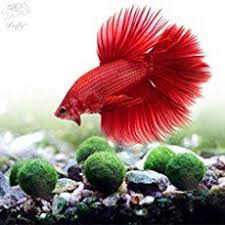 Top 10 Ideas For Betta Fish Toys Don T Have A Bored Betta Betta Fish Toys Betta Fish Fish Plants
