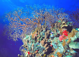 Coral reefs are important for many different reasons aside from supposedly containing the most diverse ecosystems on the planet. Coral Reef Description Geochemistry Origins Threats Britannica