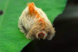 Maybe you would like to learn more about one of these? Megalopyge Opercularis Animals Flannel Moth Surviving In The Wild