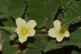 Image result for Cucumis hirsutus