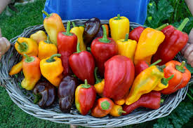 They produce sweet tasting peppers perfect for frying, salads or eating fresh. Growing Peppers My Tips For Zone 10 My Favorite 2020 Peppers Freckled Californian A California Gardening Seasonal Living Blog