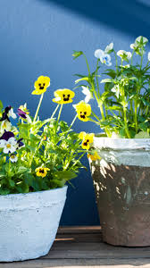 Stauden fur sonne halbschatten und schatten ndr de. Extreme Sonne Oder Schatten Das Sind Die Besten Pflanzen Fur Ihren Balkon Artikel Von The Weather Channel Weather Com