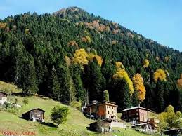 Yayla Alm Giresun Turkey Doga Yaya Turkiye