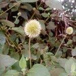 Image result for Cyathula uncinulata