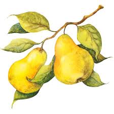 Fruits Legumes Watercolor Fruit Fruit Painting Watercolor Paintings For Beginners
