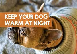How To Keep A Dog Warm At Night Inside Outside The Home