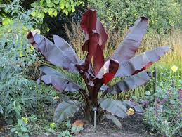 18 astuces pour se débarrasser des. Bananier D Abyssinie Pourpre