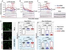 Cancers Free Full Text Kv10 1 Regulates Microtubule Dynamics During Mitosis Html