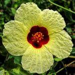 Image result for Hibiscus surattensis