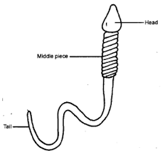 Check spelling or type a new query. Ncert Solutions For Class 8 Science Chapter 9 Reproduction In Animals Learn Cbse