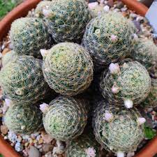 Pincushion cacti are found in shades of pink, orange, lavender, yellow, pink and white. Mammillaria The Pincushion Cactus All About It