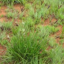 Image result for Alloteropsis