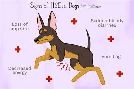 Es cualquier trastorno en el cual hay una cantidad anormalmente baja de plaquetas, que son partes de la sangre que ayudan a coagularla. Que Es La Gastroenteritis Hemorragica Hge En Los Perros Como Crear Un Hogar Feliz Para Tu Mascota