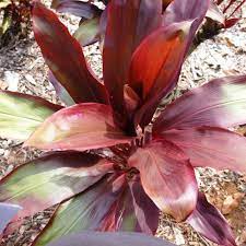 Cordyline Flower Juice Best Flower Wallpaper