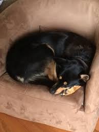 Questions and answers about australian kelpie temperament, personality, behavior, traits and characteristics, and training. 50 Australian Kelpies Ideas Australian Kelpie Australian Kelpie Dog Dogs