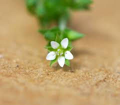 Image result for Cliffortia serpyllifolia