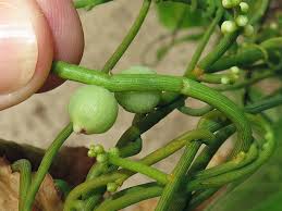 Image result for Cassytha filiformis