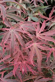 Check spelling or type a new query. Acer Palmatum Shirazz Maple Bcm Baumschule Christoph Marken