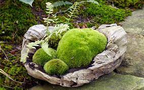 In a few weeks you'll have moss growing all over the surfaces. Creating A Perfect Moss Garden Farmside Landscape Design
