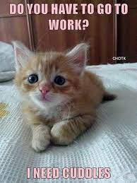 Show Me Cute Animals Videos Cute Animals Jumping Cutestcatsandkittensever Cute Animal Videos Kittens Cutest Cute Cats