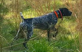 Chelsea german shorthaired pointers is a small family show kennel owned by the tzartzanis family, located in. Edelmarke Reg D