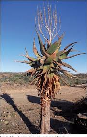 Image result for Aloe littoralis