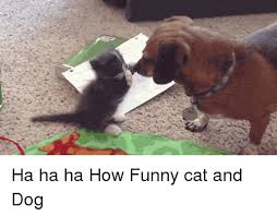 Funny cats and dogs memes funny cat and dog memes clean is a free hd wallpaper sourced from all website in the world. 25 Best Memes About Funny Cat And Dog Memes Clean Funny Cat And Dog Memes Clean Memes