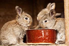 We did not find results for: What Foods Can Kill A Rabbit Petsial