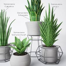 Sansevieria 3d Model Indoor Plants Plants House Plants