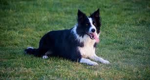 Lancaster puppies has collie breeders! Border Collie Dog Breed Facts Information The Dog People By Rover Com