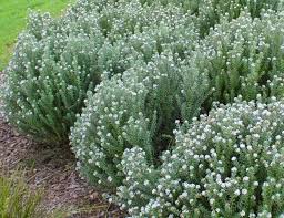 Image result for Westringia